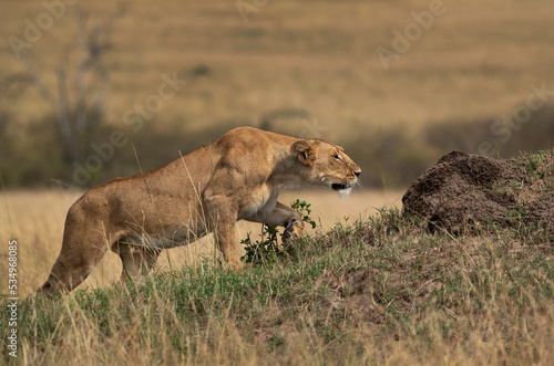 A lioness stalking a zebra, Masai Mara, Kenya