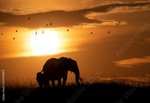 Silhouette of African elephant and her calf during sunset  Masai Mara  Kenya