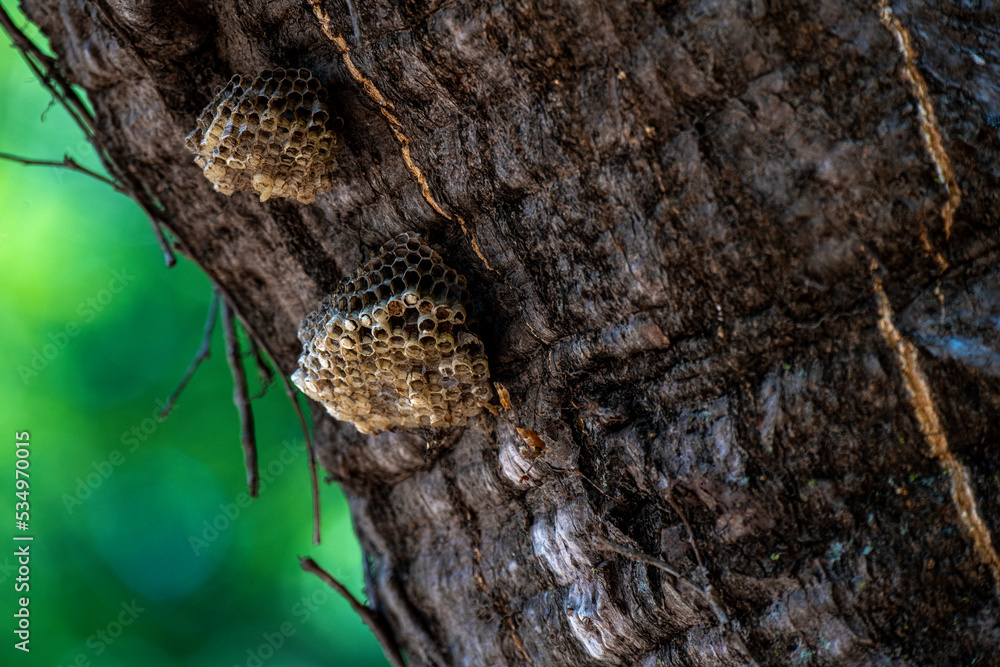 Obraz premium Hornets Nest