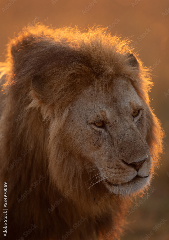 Fototapeta premium Portrait of a Lion at Masai Mara, Kenya