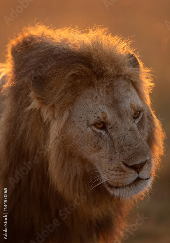 Portrait of a Lion at Masai Mara  Kenya