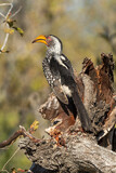 Calao leucomèle,.Tockus leucomelas, Southern Yellow billed Hornbill