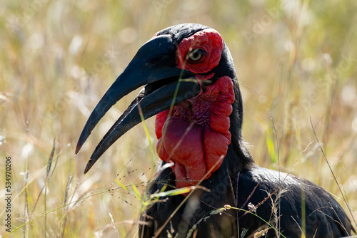 Bucorve du Sud, Grand calao terrestre, Bucorvus leadbeateri, Southern Ground Hornbill photo