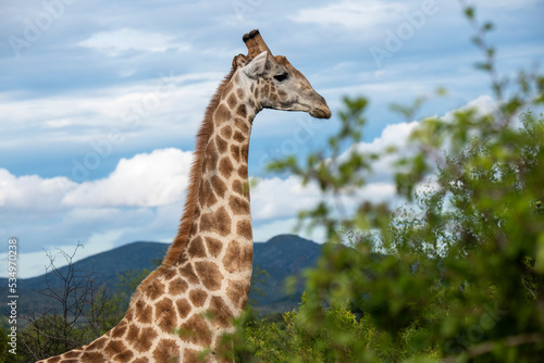 Canvas Print giraffe in the wild
