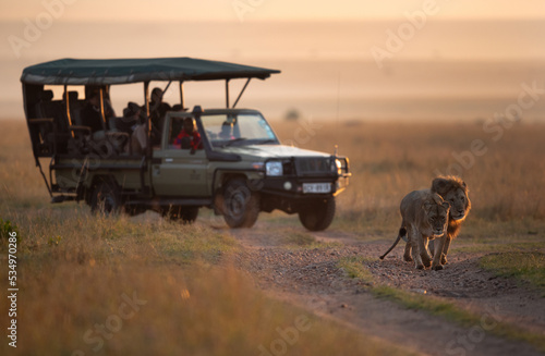 MASAI MARA, KEYNA-SEPTEMBER 06: Tourist watching Lion pair moving in the grassland of Masai Mara National Reserve on 06 September, 2022.
