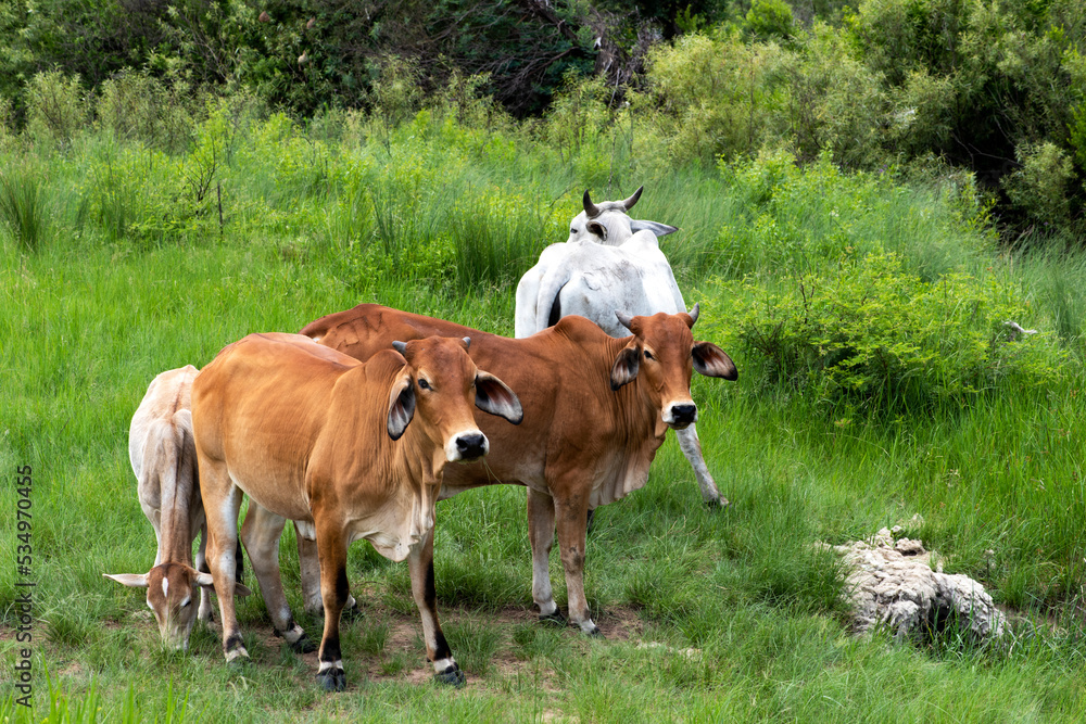 Fototapeta premium Grazing Cattle
