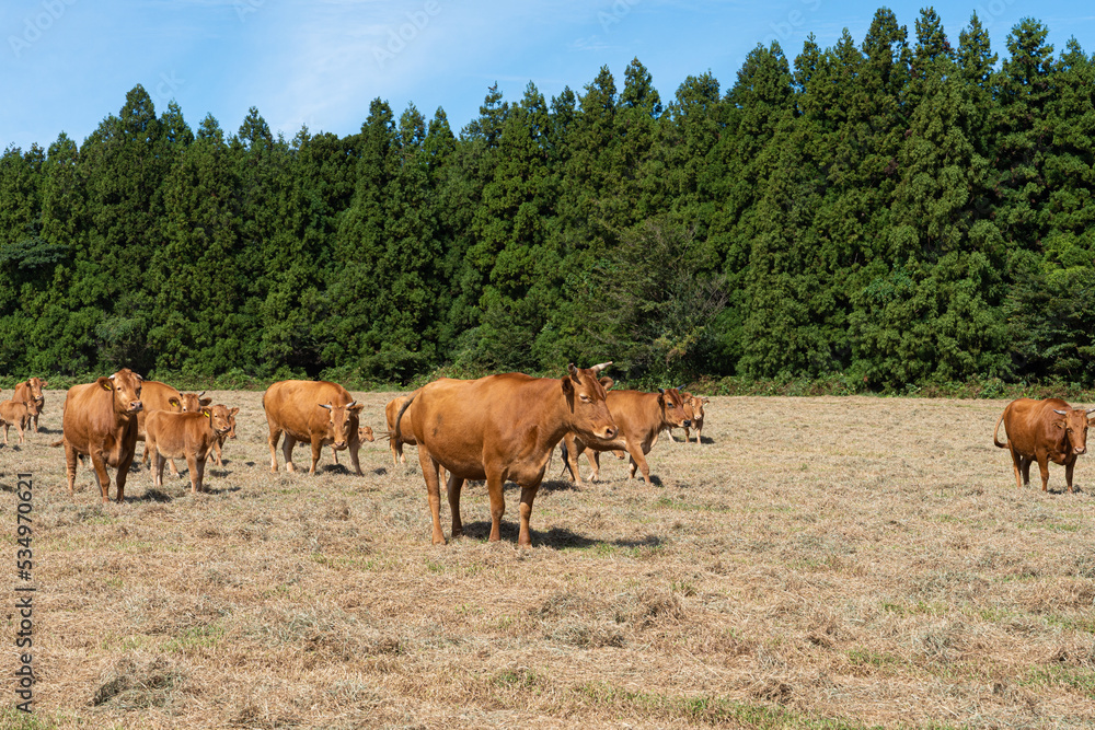 Cows grazing in a field under a blue sky