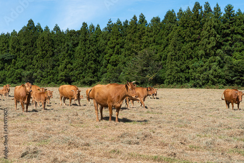 Cows grazing in a field under a blue sky © HYEJIN