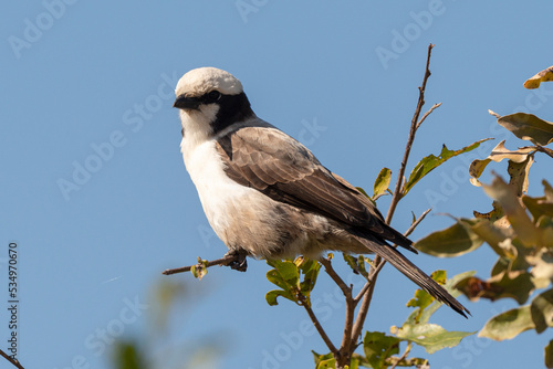 Eurocéphale à couronne blanche,.Eurocephalus anguitimens, Southern White crowned Shrike