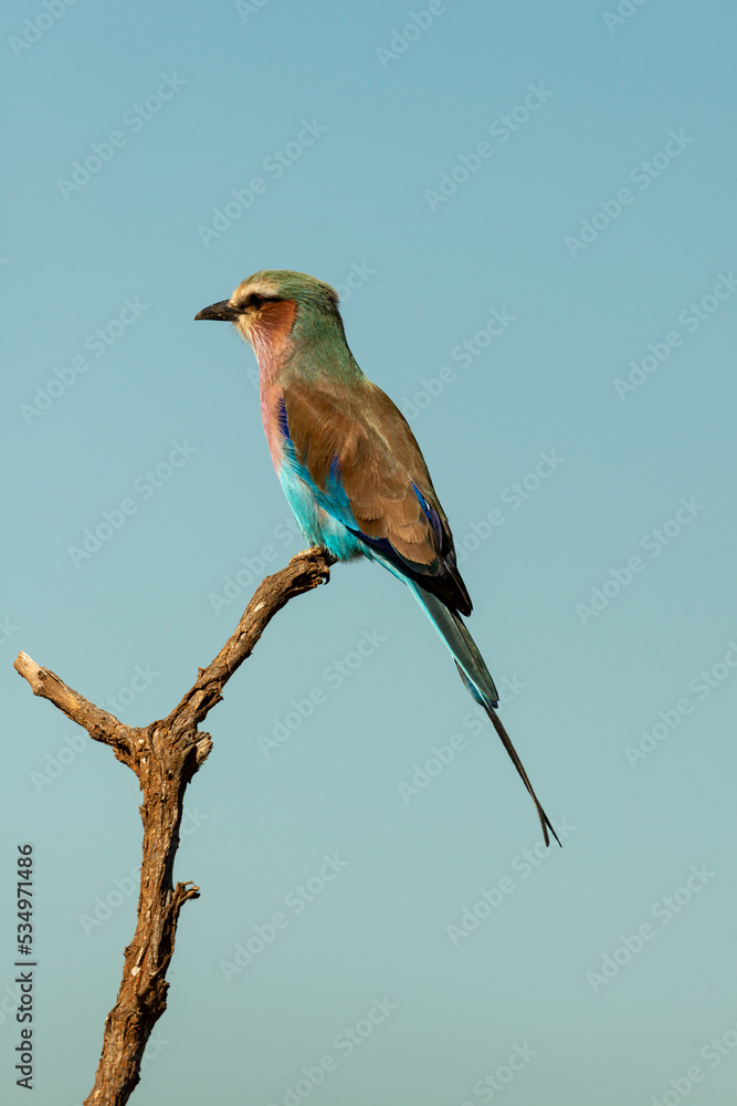 Obraz premium Rollier à longs brins,. Coracias caudatus, Lilac breasted Roller