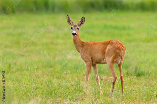 Sarna europejska (Capreolus capreolus)