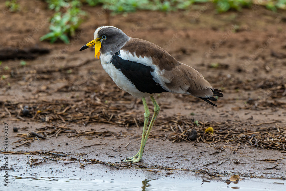 Vanneau à tête blanche,.Vanellus albiceps, White crowned Lapwing, Afrique du Sud Vanneau à tête blanche,.Vanellus albiceps, White crowned Lapwing, Afrique du Sud
