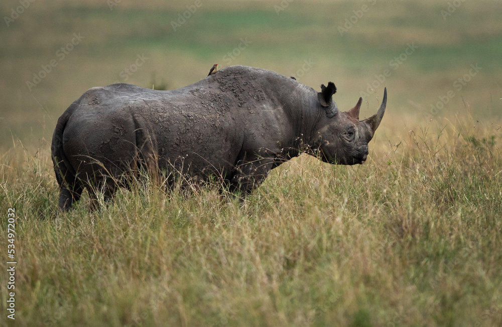 Portrait of a black rhinoceros in Savannah, Masai Mara Portrait of a black rhinoceros in Savannah, Masai Mara