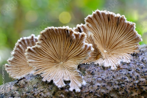 Schizophyllum commune is an interesting fungus growing on wood. It looks like a fan. It is known for its high medicinal value and aromatic taste profile.