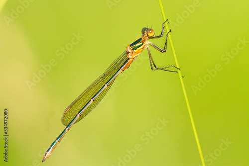 Pałątka pospolita (Lestes sponsa)