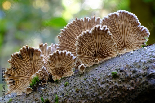 Schizophyllum commune is an interesting fungus growing on wood. It looks like a fan. It is known for its high medicinal value and aromatic taste profile.