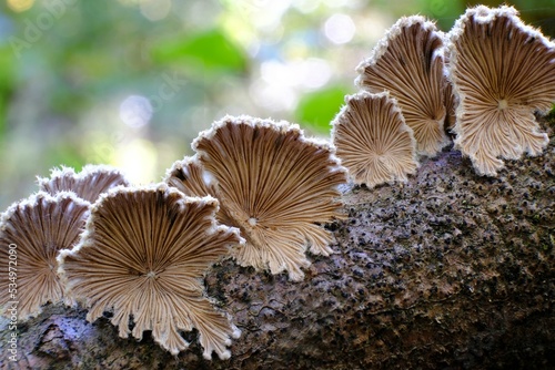 Schizophyllum commune is an interesting fungus growing on wood. It looks like a fan. It is known for its high medicinal value and aromatic taste profile. photo