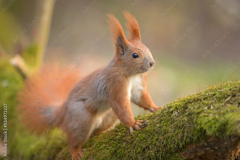 Wiewi rka Pospolita Sciurus Vulgaris Stock Photo Adobe Stock