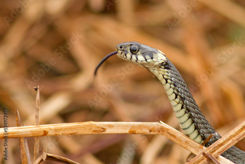 zaskroniec zwyczajny (Natrix natrix)