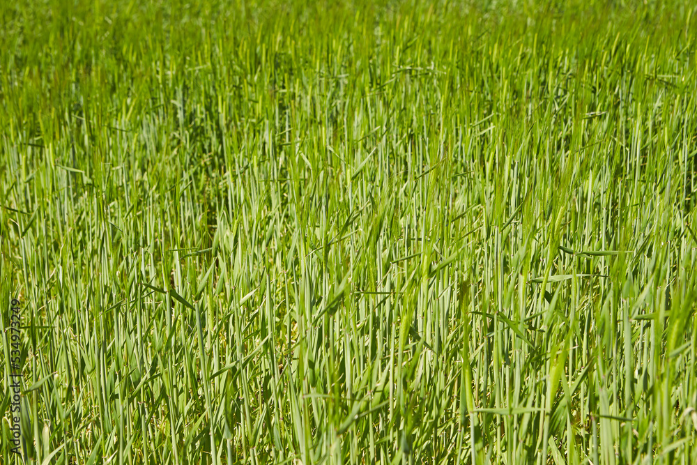 barley field on the plain	