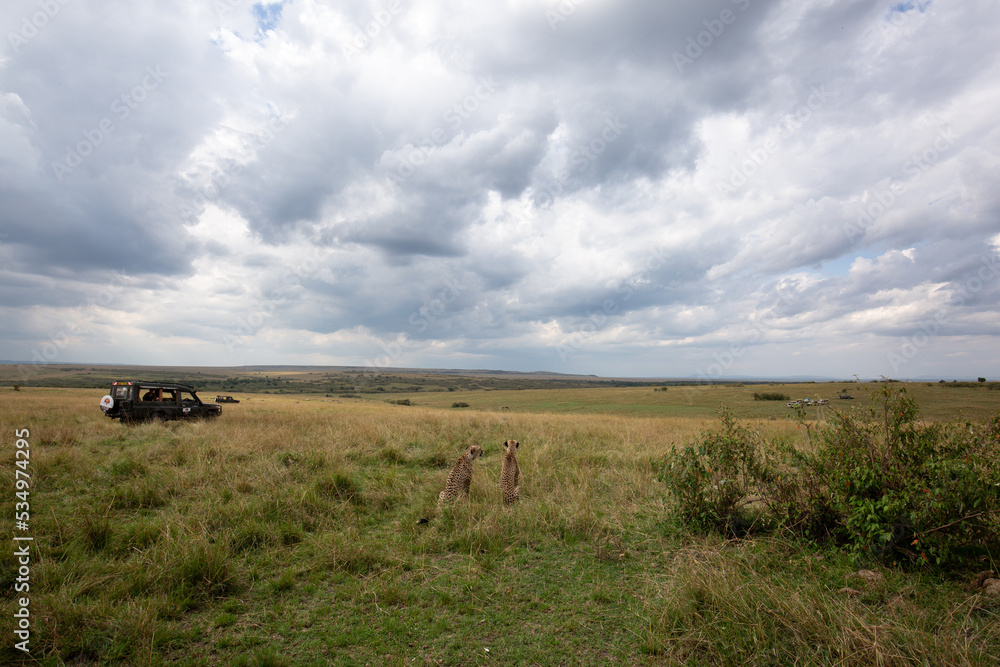 MASAI MARA, KEYNA-SEPTEMBER 09: Tourists watching two cheetahs activity and movement before hunting in the grassland of Masai Mara National Reserve on 09 September, 2022.