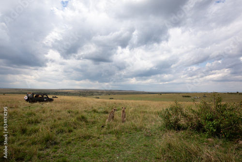 MASAI MARA  KEYNA-SEPTEMBER 09  Tourists watching two cheetahs activity and movement before hunting in the grassland of Masai Mara National Reserve on 09 September  2022.