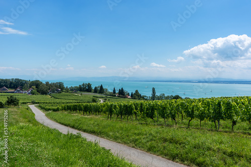 Schöne Wanderung entlang der Weinreben am Bodensee