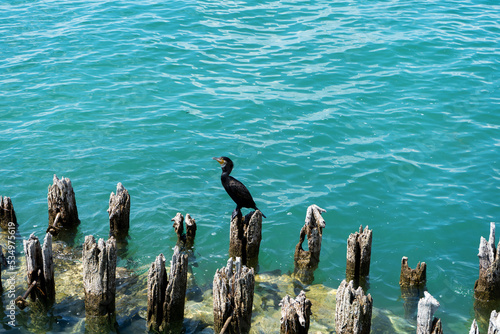 Ein Bodensee Komoran beim Sonnen