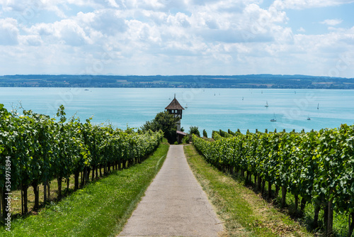 Zwischen Weinreben und dem Bodensee