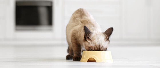Cute Thai cat eating food from bowl in kitchen