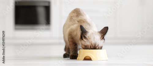 Cute Thai cat eating food from bowl in kitchen photo