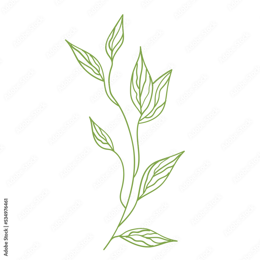 Outline foliage. Isolated. Outline foliage. Isolated.