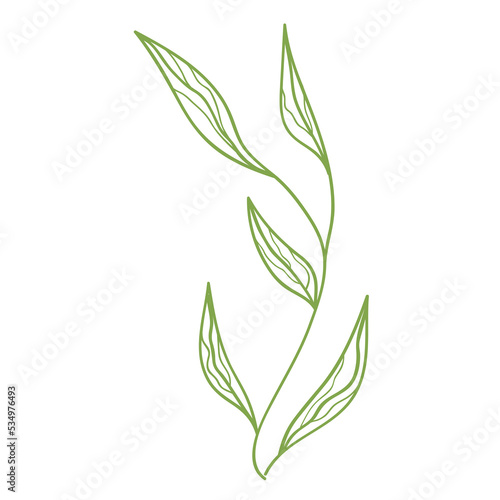 Outline foliage. Isolated.