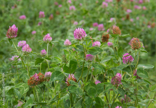 Field of Red clover  grown as animal feed and to improve soil quality 