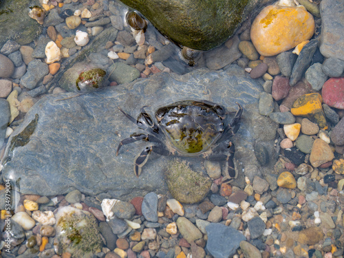 Green shore crab in rockpool, Devon, UK.