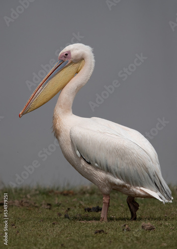 Portrait of a great while pelican at Amboseli lake, Kenya