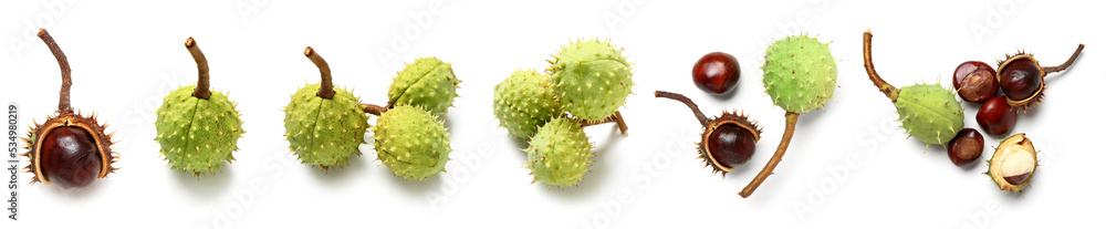 Set of fresh chestnuts isolated on white Set of fresh chestnuts isolated on white