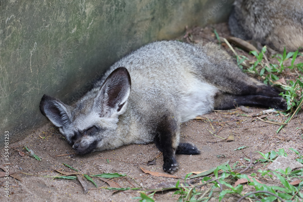 Naklejka premium close up face bat eared fox