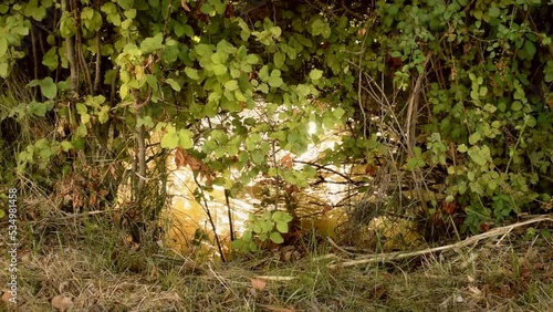 The water of a river flows illuminated by sunlight seen through the plants that grow on the riverbank photo