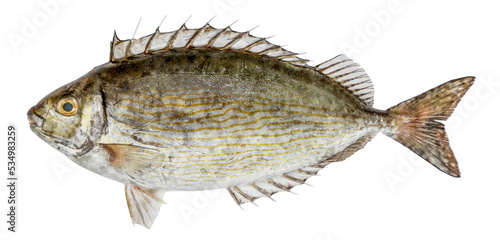 Fish siganus rivulatus isolated on white background (Dusky Spinefoot) photo