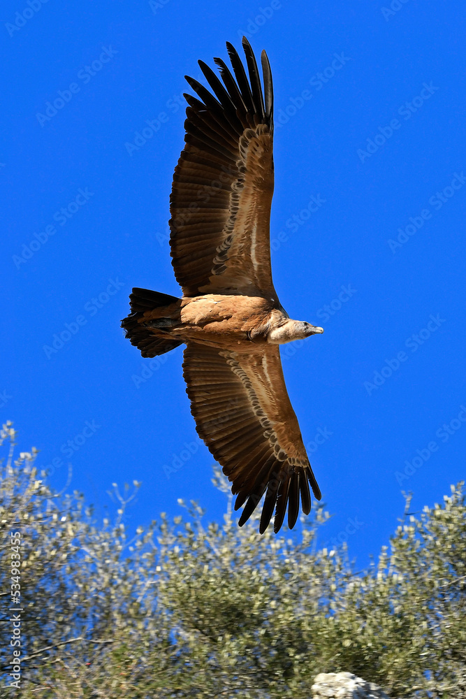 Fototapeta premium Gänsegeier // Griffon vulture (Gyps fulvus) - Nationalpark Monfragüe, Extremadura, Spanien