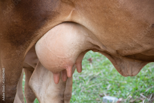 The udder of the mother cow is growing.