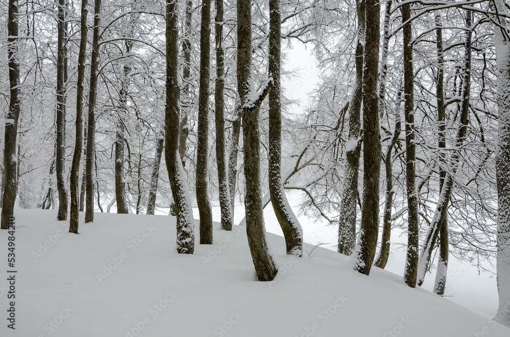 Fototapeta premium Winter calm landscape with snow covered trees during heavy snowfall
