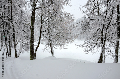 Winter calm landscape with snow covered trees during heavy snowfall