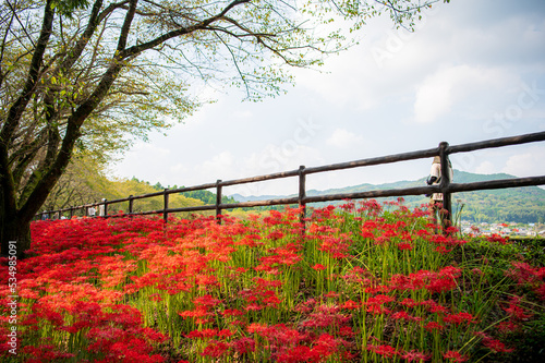 Wallpaper Mural 彼岸花 Torontodigital.ca
