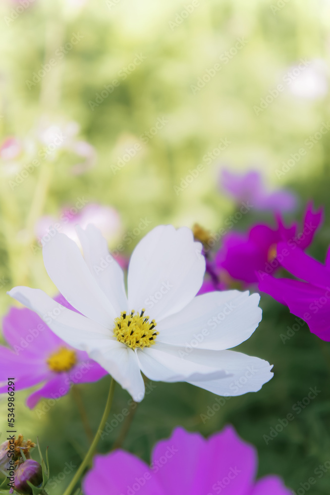 cosmos daisy flowers in the garden day natural vintage cosmos daisy flowers in the garden day natural vintage