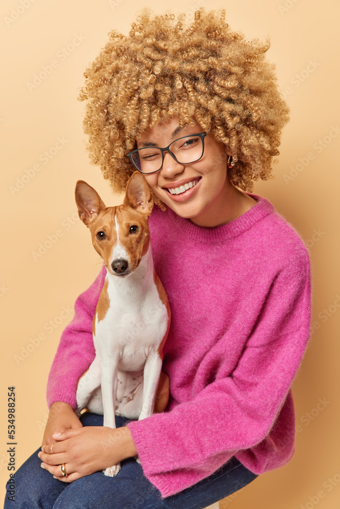 Happy curly haired adult woman holds basenji dog on hands enjoys company of favorite pet sits on chair indoors wears transparent eyeglasses pink jumper and jeans isolated over beige background. Happy curly haired adult woman holds basenji dog on hands enjoys company of favorite pet sits on chair indoors wears transparent eyeglasses pink jumper and jeans isolated over beige background.