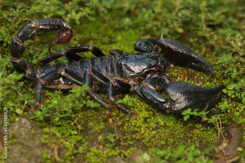 An Asian forest scorpion is looking for prey on a rock overgrown with moss. This stinging animal has the scientific name Heterometrus spinifer.