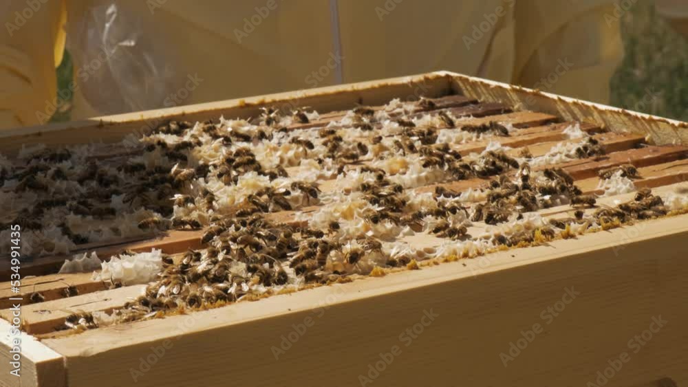 Beekeepers work with bees in the hives to produce honey Beekeepers work with bees in the hives to produce honey