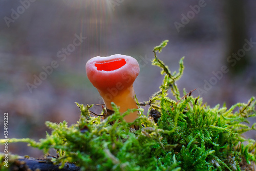 Winter and spring edible mushroom - single Sarcoscypha austriaca or Sarcoscypha coccinea